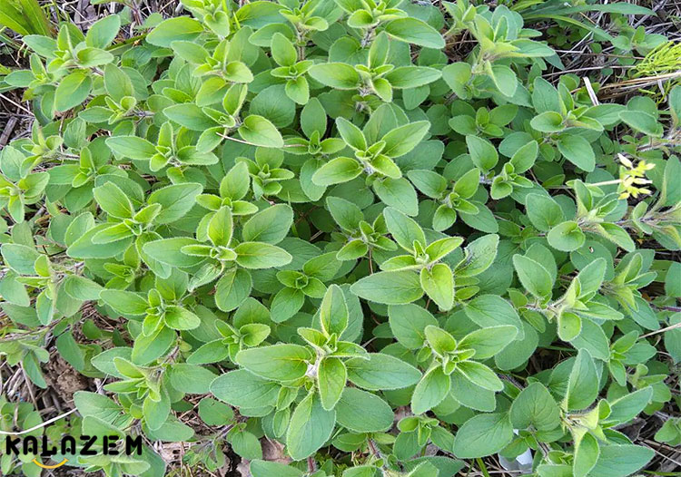 چای مرزنجوش و عوارض آن برای سلامتی