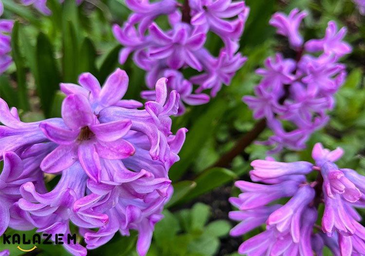 چگونه از گل سنبل مراقبت کنیم؟