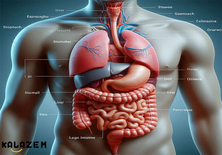 چگونه باکتری های مفید روده را افزایش دهیم؟