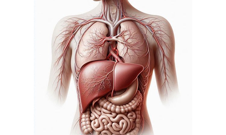 آسیب کبدی چیست و چه نشانه هایی دارد؟ علائم ظاهری بیماریهای کبدی