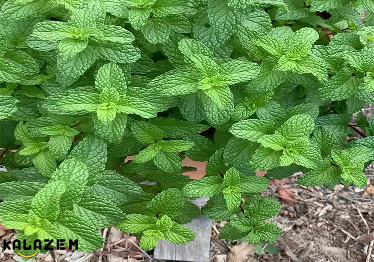 خواص چای نعناع برای کاهش استرس