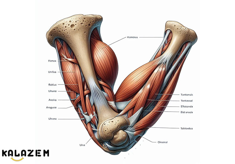10 علامت دررفتگی آرنج