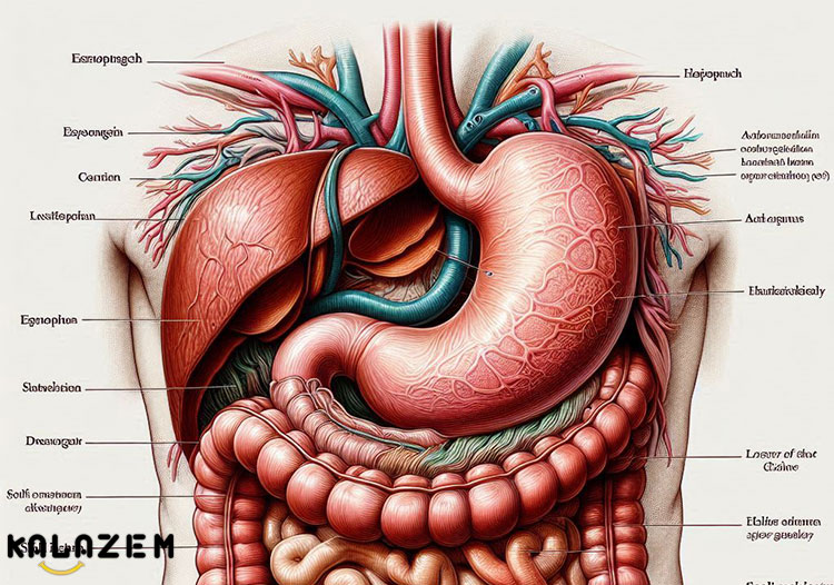 آشالازی چیست؟ آشالازی چیست؟