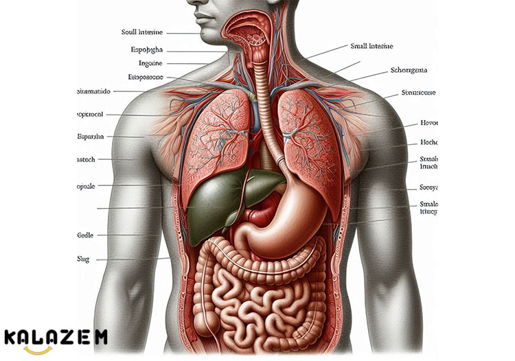 راه های درمان بیماری آشالازی راه های درمان بیماری آشالازی