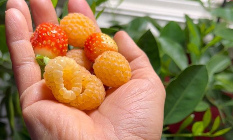 10مورد از بهترین فواید تمشک زرد برای سلامتی _ عوارض جانبی مصرف تمشک