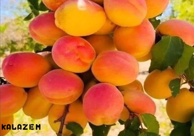 اثرات انرژی بخش برای سبک زندگی سالم تر با مصرف زردآلو