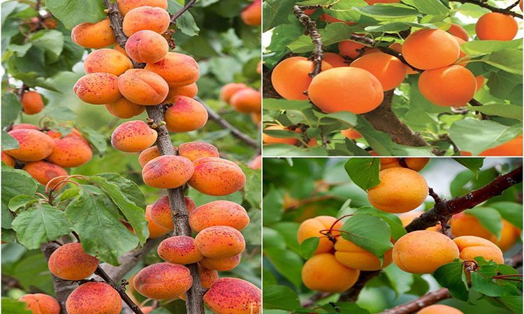 دیابتی ها، زردآلو بخورید! فواید معجزه گر زردآلو برای دیابت و تعادل قند خون