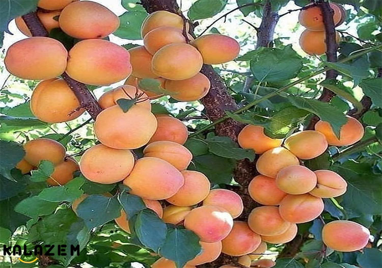 سیستم ایمنی قوی تر با مصرف زردآلو برای دیابت
