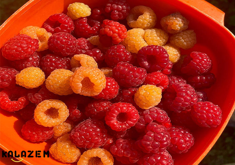 عوارض جانبی تمشک زرد