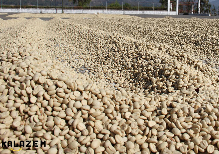 چگونه از دانه های قهوه سبز برای کاهش وزن استفاده کنیم؟