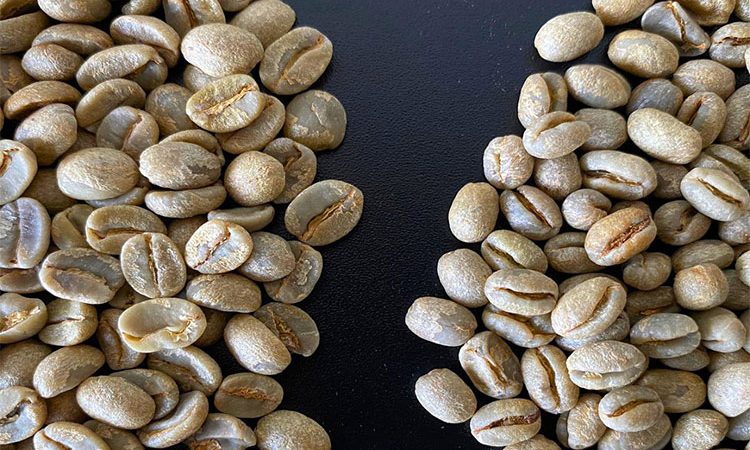 دانه قهوه سبز مصرف کنید و لاغر شوید! فواید بالقوه قهوه سبز برای سلامتی