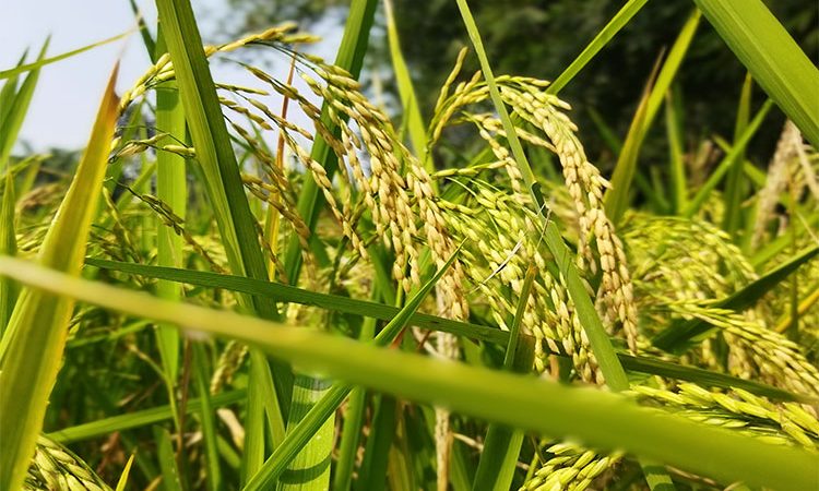 برنج سیاه چیست؟ کاربردها و فواید بالقوه برنج سیاه برای سلامتی و تقویت بدن