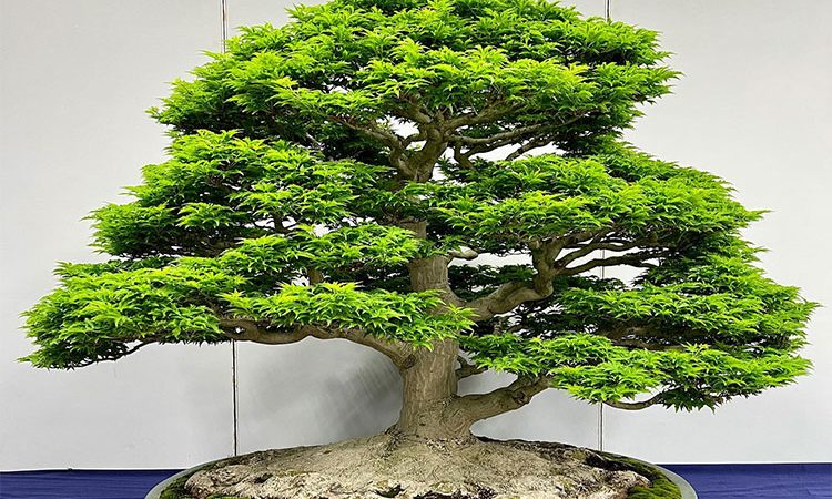 7 نوع درخت بونسای با رشد آسان و مناسب برای باغبانهای مبتدی