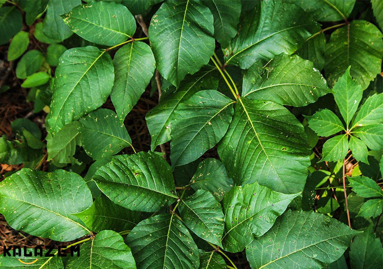 Poison Ivy (پیچک سمی ) چیست؟