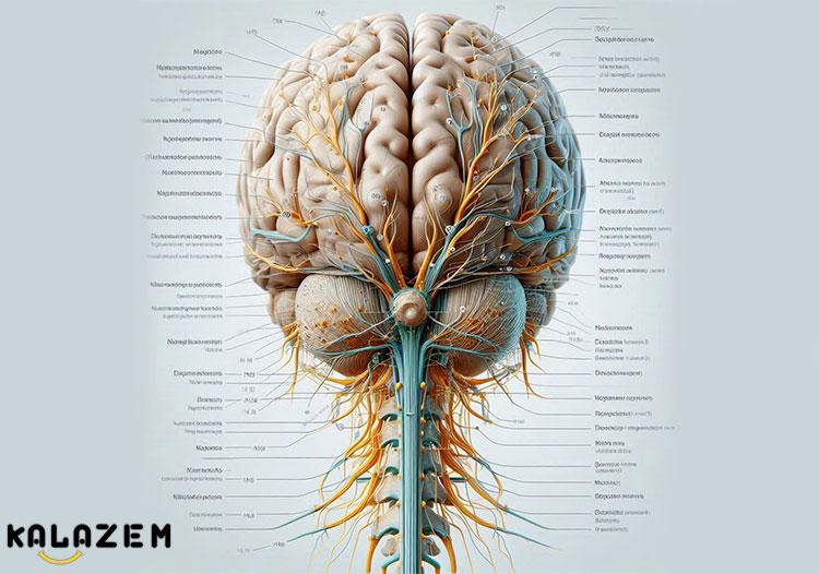 بررسی سردردهای ناشی از بیماری نورالژی اکسیپیتال بررسی سردردهای ناشی از بیماری نورالژی اکسیپیتال