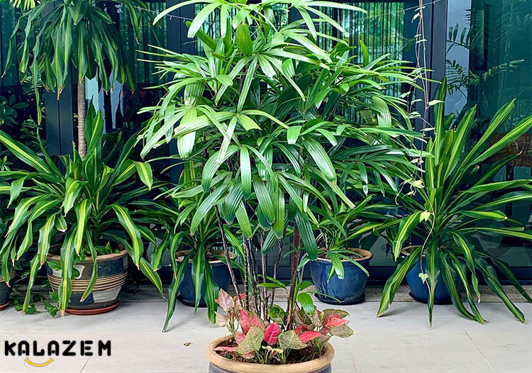 رشد و پرورش نخل لیدی رشد و پرورش نخل لیدی