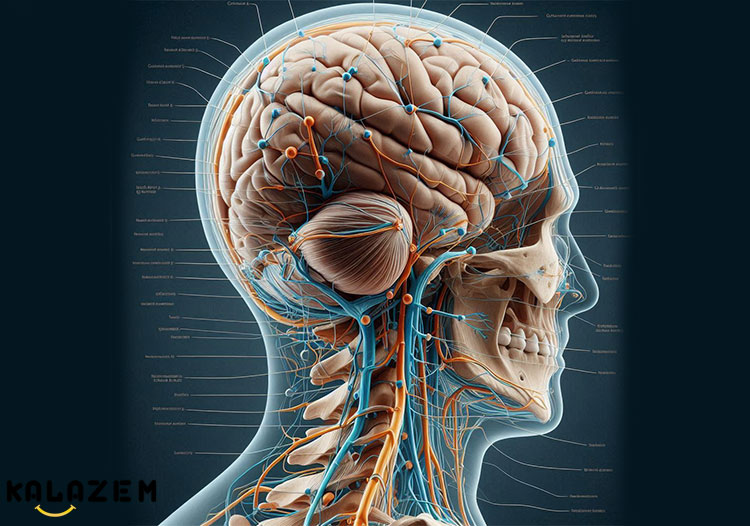 علل نورالژی اکسیپیتال علل نورالژی اکسیپیتال