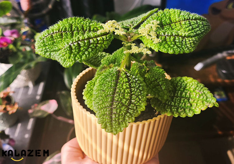 محل کاشت گیاه دوستی