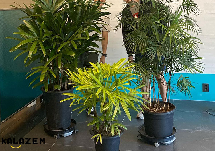 نحوه تکثیر نخل لیدی نحوه تکثیر نخل لیدی