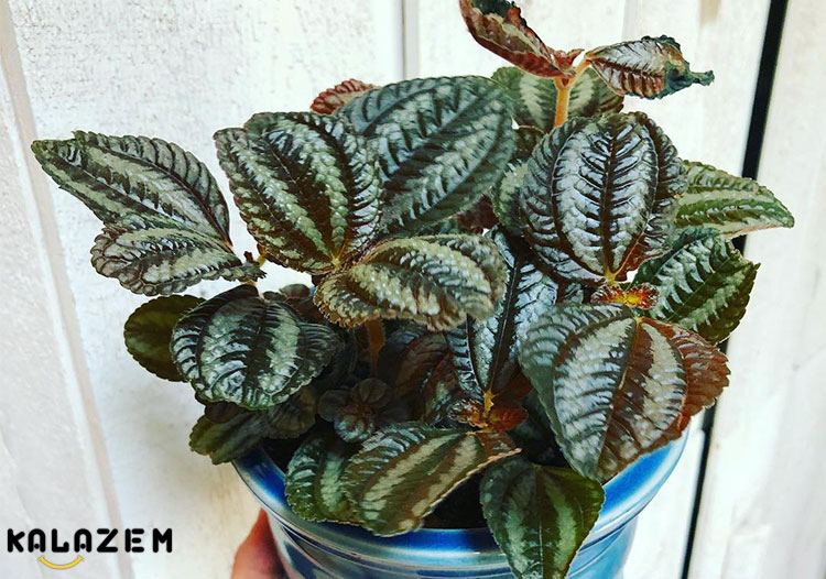 نحوه تکثیر پیلیا یا گیاه دوستی