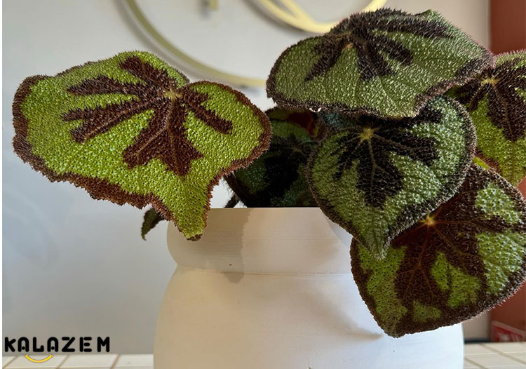 نحوه رشد گیاه دوستی یا Pilea involucrata (پیله‌آ اینوولاکراتا)