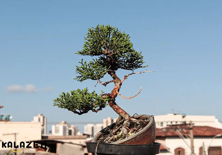 نحوه کود دهی و هرس درخت عرعر نحوه کود دهی و هرس درخت عرعر