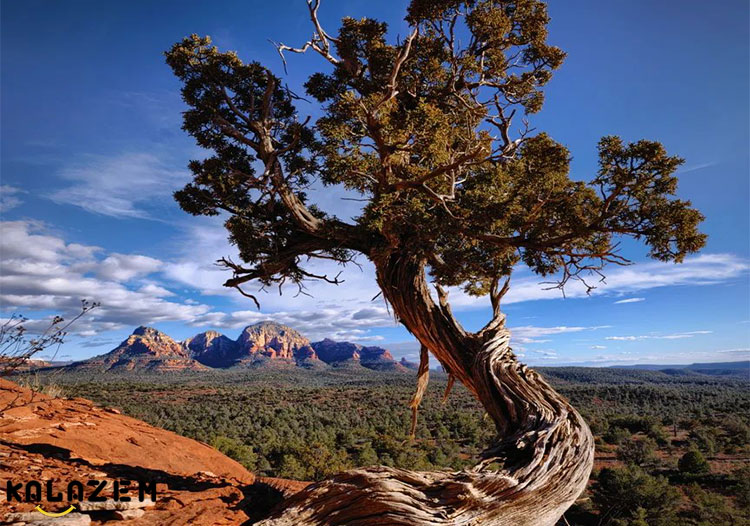کاشت و پرورش درخت عرعر کاشت و پرورش درخت عرعر