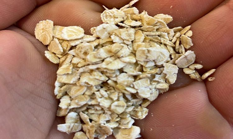 8 مزیت بلغور جو دوسر برای سلامتی (و نوع تهیه آن)