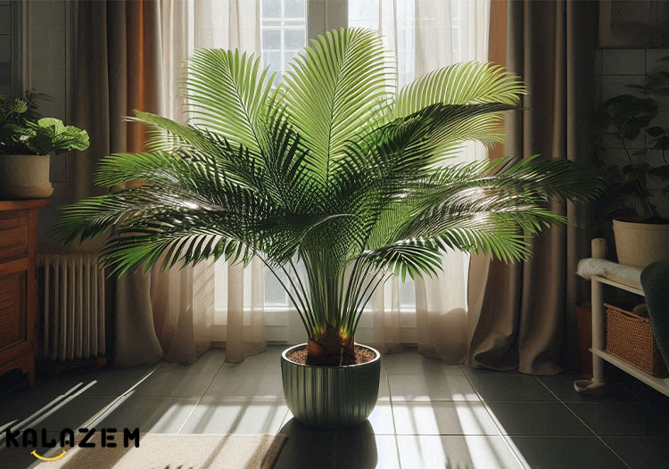 رشد و پرورش نخل اریکا رشد و پرورش نخل اریکا