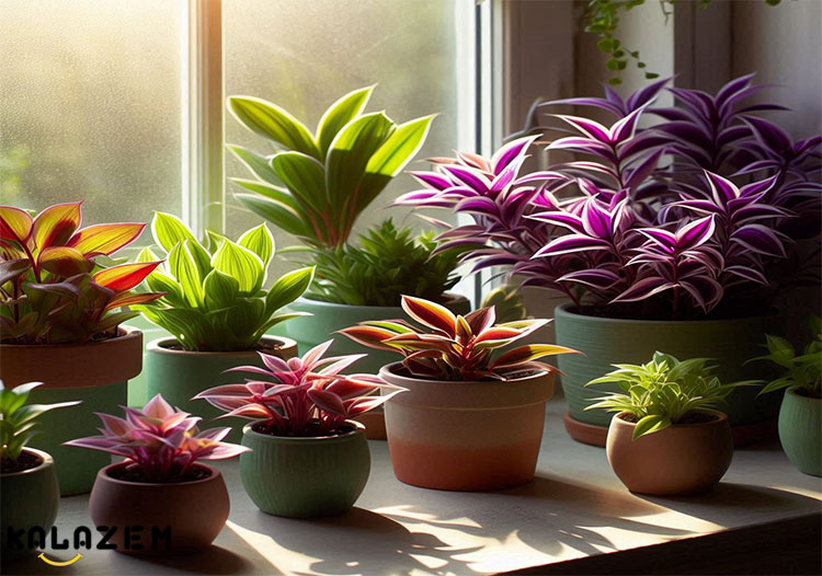 نکات مراقبت از ترادسکانتیا  نکات مراقبت از ترادسکانتیا